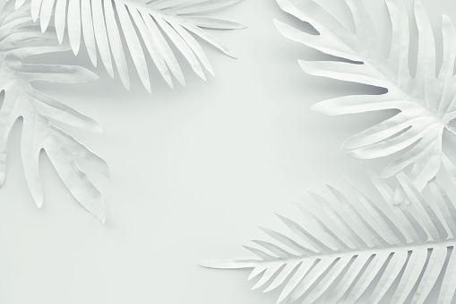 Collection of tropical leaves,foliage plant in white color with space background.Abstract leaf decoration design.Exotic nature for cover template