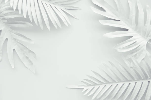 Collection of tropical leaves,foliage plant in white color with space background.Abstract leaf decoration design.Exotic nature art Collection of tropical leaves,foliage plant in white color with space background.Abstract leaf decoration design.Exotic nature for cover template fern photos stock pictures, royalty-free photos & images