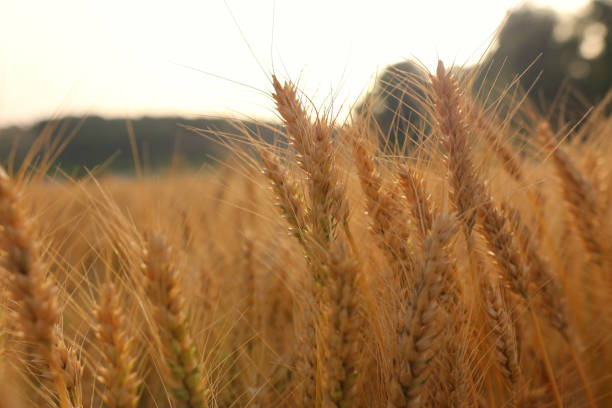istock ears of golden wheat in the field at sunset light 1147242589