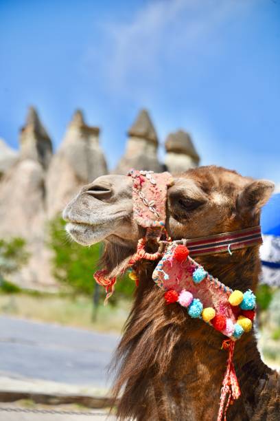 Camel with Cappadocia’s fairy chimneys in Turkey