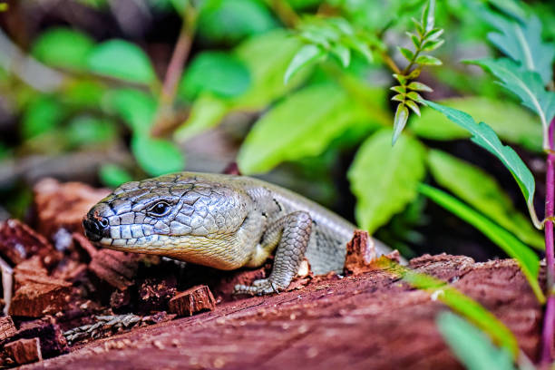 Major Skink Major Skink on a log in the rainforest tiliqua scincoides stock pictures, royalty-free photos & images