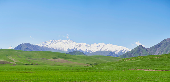 panorama, mountain landscape, in the foreground young green grass against the backdrop of a mountain range with snowy peaks, on a clear sunny day