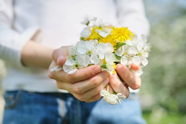 여자의 손에 벚꽃과 노란 민들레의 봄 흰색 꽃의 상징, 클로즈업 상위 뷰 - hand holding flowers 뉴스 사진 이미지