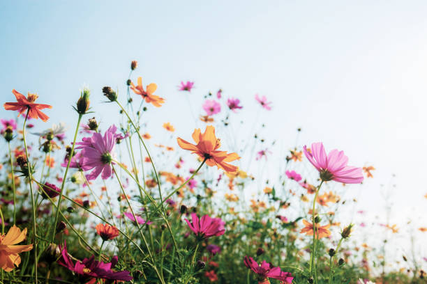 istock Cosmos with colorful at sunlight. 1147246157