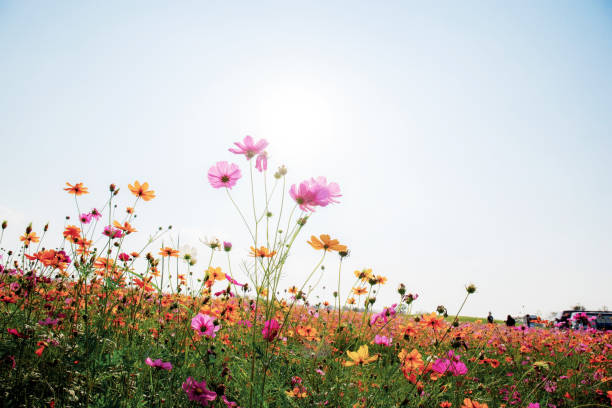 istock Cosmos with colorful at sky. 1147246172