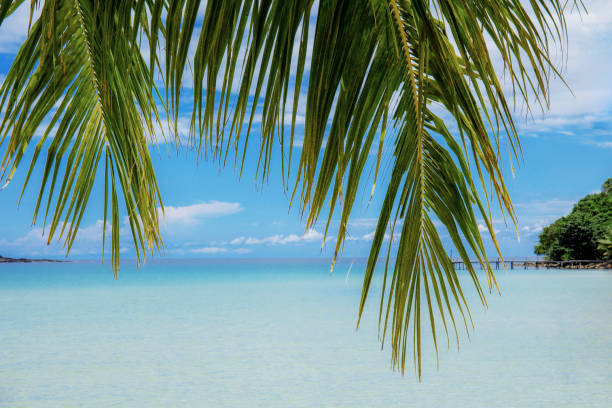 istock Palm leaves with sea background. 1147246192