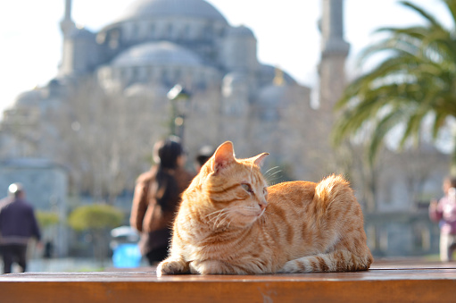 Cat behind of Sultanahmet Mosque
