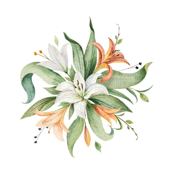 Watercolor vector arrangement of Lily flowers and green leaves. Watercolor vector arrangement of Lily flowers and green leaves. illustration for cards, wedding invitation,save the date or greeting design. Summer flowers with space for your text. lily stock illustrations