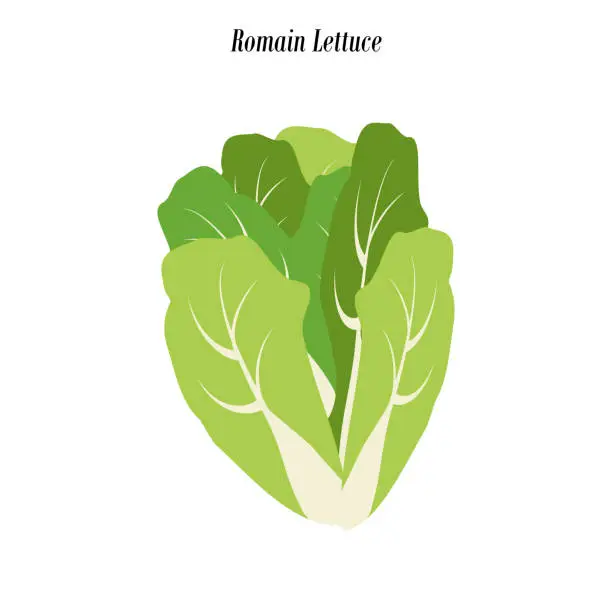 Vector illustration of Romain lettuce illustration