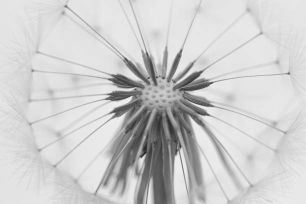 istock Centre of a dandelion head. 1147248908