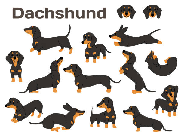 dackel, hund in aktion, glücklicher hund - dachshund stock-grafiken, -clipart, -cartoons und -symbole