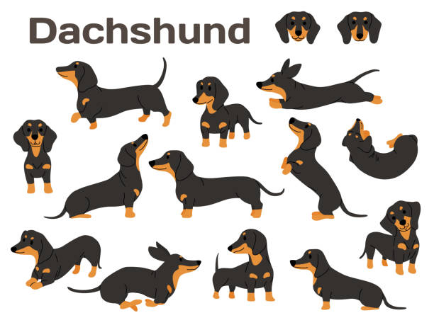 ilustraciones, imágenes clip art, dibujos animados e iconos de stock de dachshund, perro en acción, perro feliz - dachshund