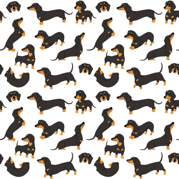 ilustraciones, imágenes clip art, dibujos animados e iconos de stock de dachshund en acción, patrón sin costuras - dachshund