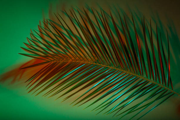 istock Closeup of palm leaf over green background 1147250370