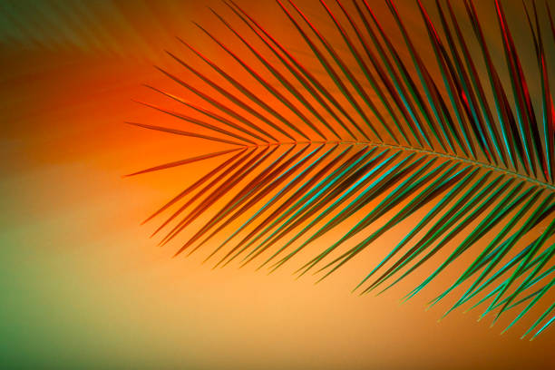 istock Closeup of palm leaf over green background 1147250442