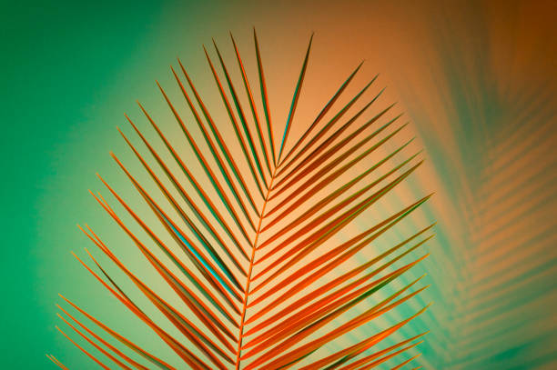 istock Closeup of palm leaf over green background 1147250465