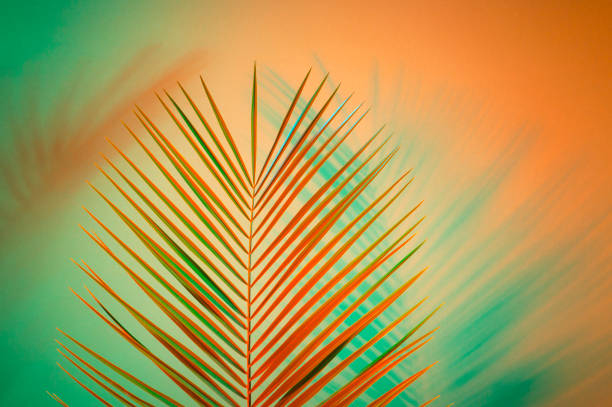 Closeup of palm leaf over green background