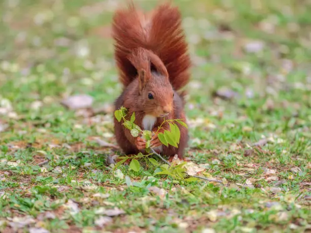 Little red squirrel eating flowers from a tree branch on a spring day.