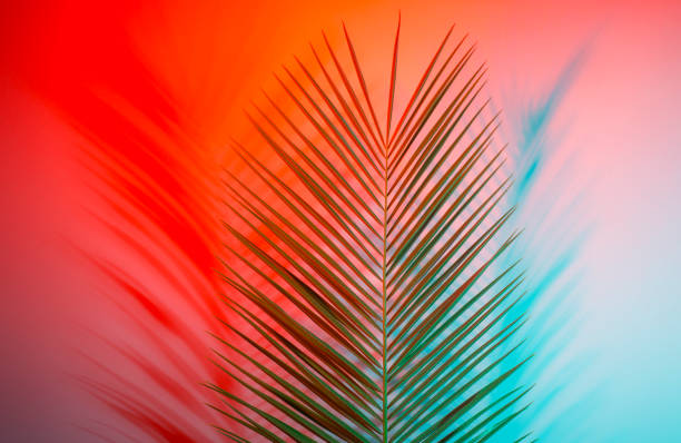 istock Closeup of palm leaf over green background 1147250577
