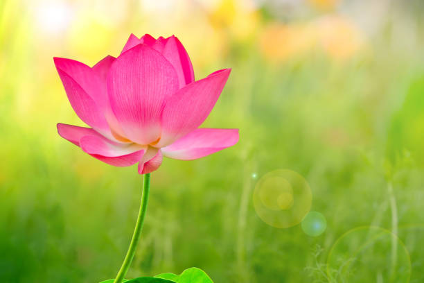 lotus and the morning sunset - water lily pink yellow imagens e fotografias de stock