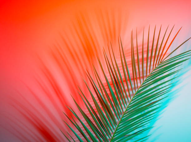 istock Closeup of palm leaf over green background 1147250590