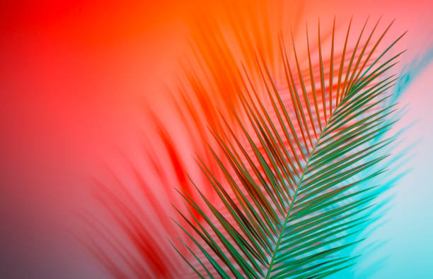 istock Closeup of palm leaf over green background 1147250600