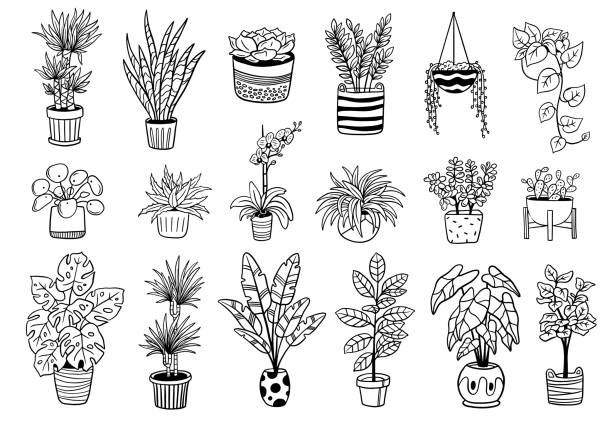 ilustrações, clipart, desenhos animados e ícones de jogo de plantas internas e ao ar livre bonitos em uns potenciômetros. - white black flower inside of