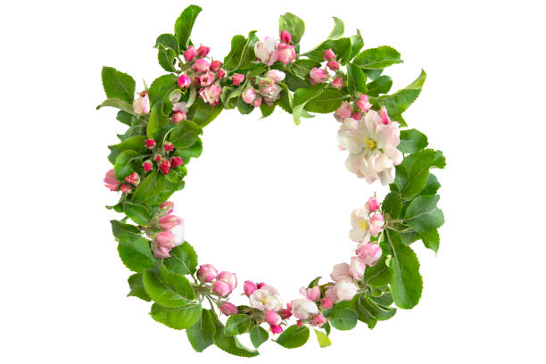 istock Floral round wreath with apple blossom isolated on white background. 1147256435