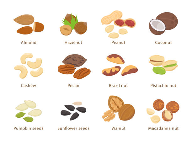 Nuts and seeds in flat design vector set of illustrations. Collection of nuts, seeds icons, infographic elements isolated on white background. Nuts and seeds in flat design vector set of illustrations. Collection of nuts, seeds icons, infographic elements isolated on white background walnut stock illustrations