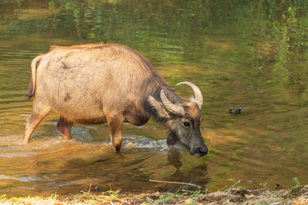 istock Thai Water Buffalo resting in a brook during summer 1147258001