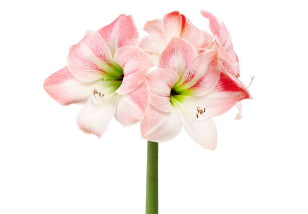 fiori hippeastrum o amaryllis ,fiori di amaryllis rosa isolati su sfondo bianco, con percorso di ritaglio - amaryllis foto e immagini stock