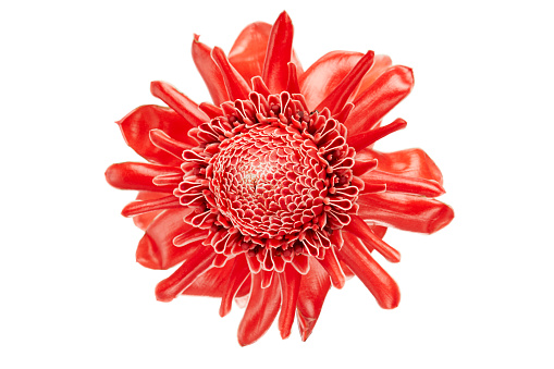 Etlingera elatior, Red torch ginger flower isolated on white background, with clipping path