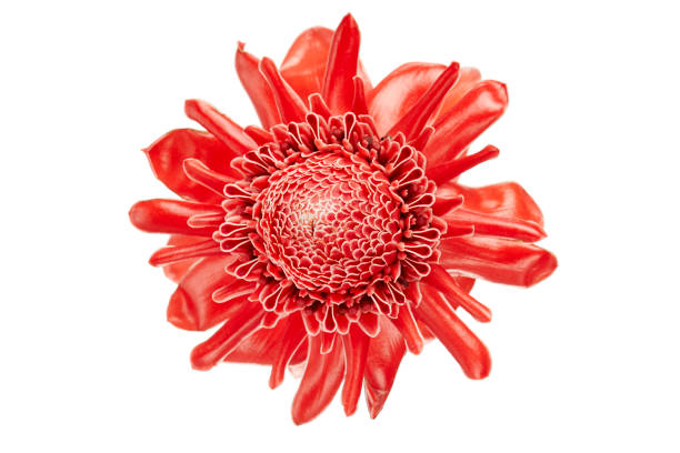 etlingera elatior, красный факел имбирный цветок изолированы на белом фоне, с отсечением путь - torch ginger стоковые фото и изображения