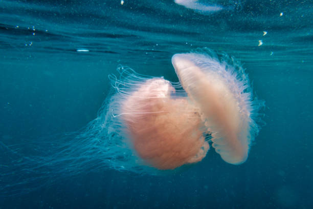 medusas (thysanostoma thysanura) tentáculos que pican - white spotted jellyfish fotos fotografías e imágenes de stock