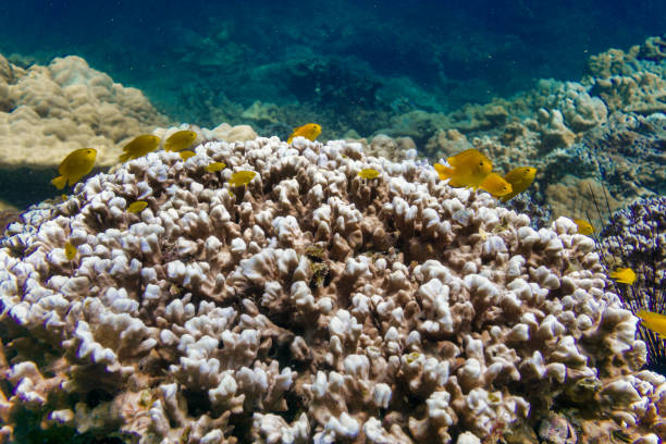 istock Coral Bleaching on Lobe coral reef due to Climate Change 1147258987