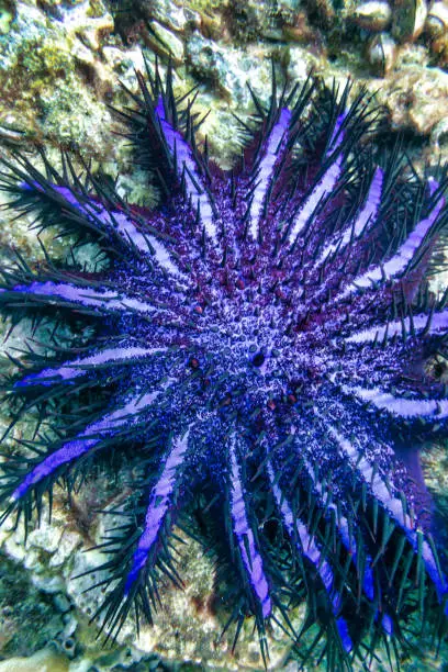 An underwater image of a Crown of Thorns Sea Starfish (Acanthaster planci).  This species feeds on sick and dying coral.  In small numbers this helps keep the reef healthy, however if numbers increase, the effects can be devastating.  Image was taken whilst scuba diving at Phi Phi, Thailand.