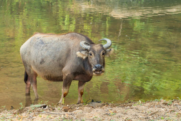 istock Thai Water Buffalo resting near a brook during summer 1147259099