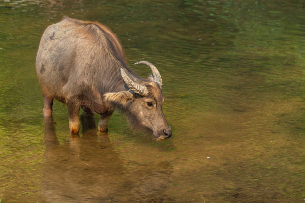 istock Thai Water Buffalo resting in a brook during summer 1147259100