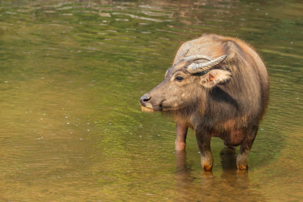 istock Thai Water Buffalo resting in a brook during summer 1147259103