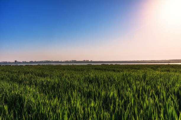 istock Burgas, Bulgaria 1147260047