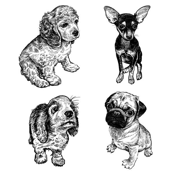 Ilustración de Lindos Cachorros Establecidos Terrier Spaniel Y Pug Dibujo A  Mano Blanco Y Negro y más Vectores Libres de Derechos de Amistad - iStock