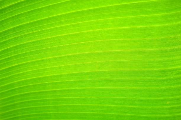istock Close up, Banana Leaf Texture Background. 1147260318