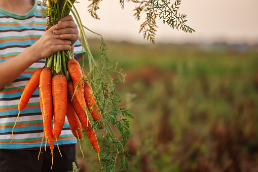Little kid boy holding a fresh harvested ripe carrots in his hands. Close up.