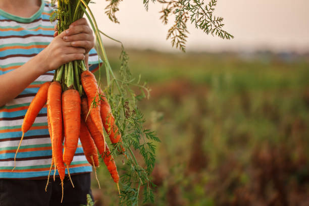 Little kid boy holding a fresh harvested ripe carrots in his hands. stock photo