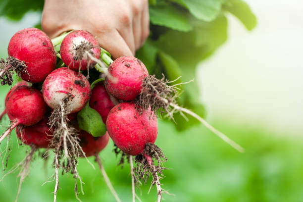 świeża organiczna rzodkiewka w rękach dziecka. zdrowa żywność. - radish bunch red vegetable zdjęcia i obrazy z banku zdjęć