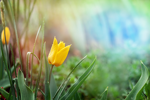 Fresh yellow tulip flowers after rain on nature green background