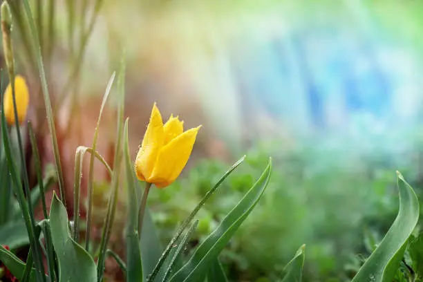 Photo of Fresh yellow tulip flowers after rain on nature green background.