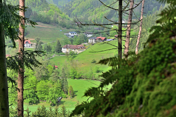 istock Wood in Upper Austria (Europe) - Reichenstein on river Waldaist 1147268915