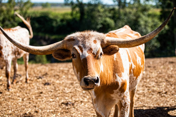 istock Longhorn bull in the paddock 1147269447