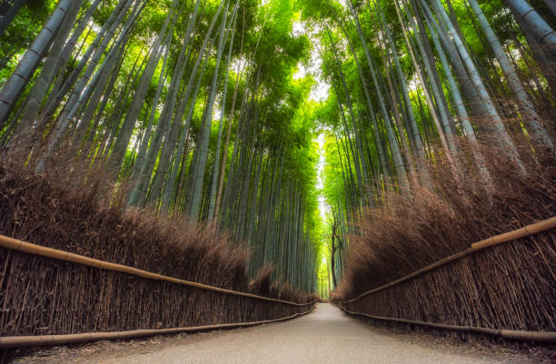 Arashiyama Bamboo Grove in Kyoto without people in the morning. Japan